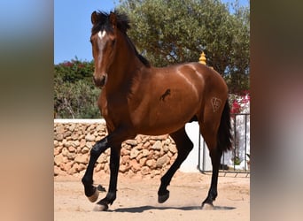 Andaluces, Semental, 1 año, 166 cm, Castaño