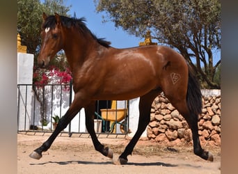 Andaluces, Semental, 1 año, 166 cm, Castaño