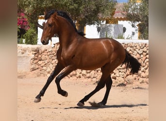 Andaluces, Semental, 1 año, 166 cm, Castaño