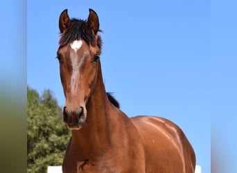 Andaluces, Semental, 1 año, 166 cm, Castaño