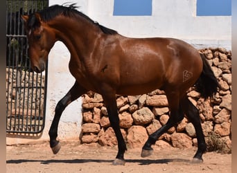 Andaluces, Semental, 1 año, 166 cm, Castaño