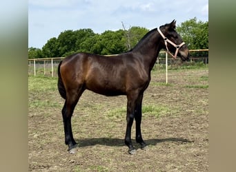 Andaluces Mestizo, Semental, 1 año, 173 cm, Castaño oscuro