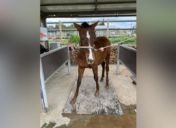 Andaluces, Semental, 1 año, Alazán