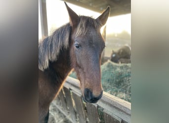 Andaluces, Semental, 1 año, Castaño