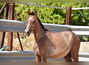 Andaluces, Semental, 1 año, Tordo