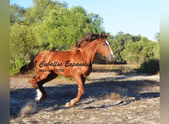 Andaluces, Semental, 2 años, 148 cm, Alazán