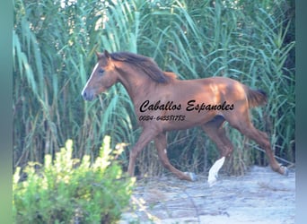 Andaluces, Semental, 2 años, 148 cm, Alazán