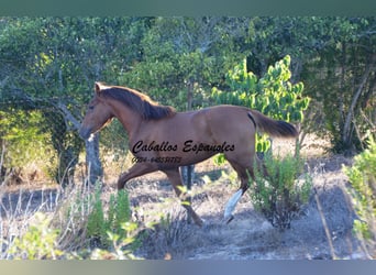 Andaluces, Semental, 2 años, 148 cm, Alazán