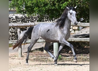Andaluces, Semental, 2 años, 148 cm, Tordo