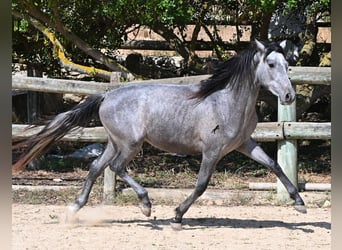 Andaluces, Semental, 2 años, 148 cm, Tordo