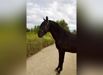 Andaluces, Semental, 2 años, 152 cm, Negro Andaluces, Semental, 2 años, 152 cm, Negro