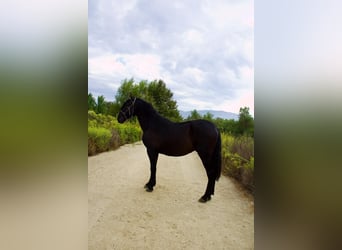 Andaluces, Semental, 2 años, 152 cm, Negro Andaluces, Semental, 2 años, 152 cm, Negro