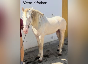 Andaluces, Semental, 2 años, 153 cm, Bayo