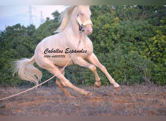 Andaluces, Semental, 2 años, 153 cm, Cremello