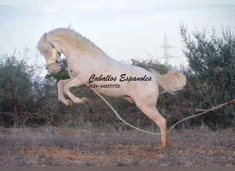 Andaluces, Semental, 2 años, 153 cm, Cremello