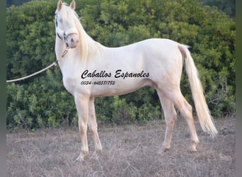 Andaluces, Semental, 2 años, 153 cm, Cremello