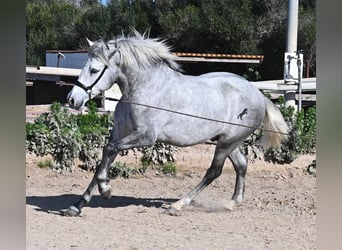 Andaluces, Semental, 2 años, 154 cm, Tordo