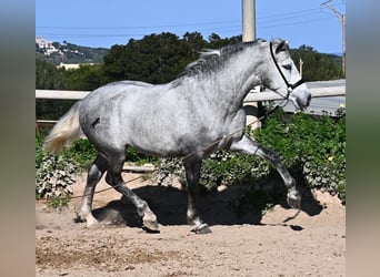 Andaluces, Semental, 2 años, 154 cm, Tordo