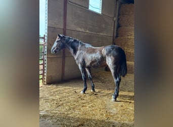 Andaluces, Semental, 2 años, 155 cm, Negro