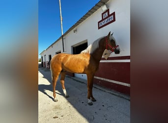 Andaluces, Semental, 2 años, 155 cm, Palomino