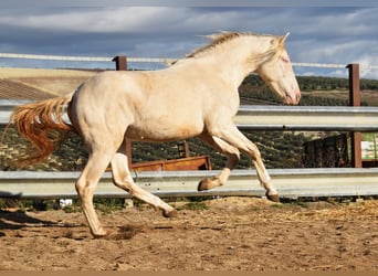 Andaluces, Semental, 2 años, 155 cm, Perlino