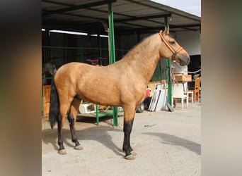 Andaluces, Semental, 2 años, 156 cm, Buckskin/Bayo