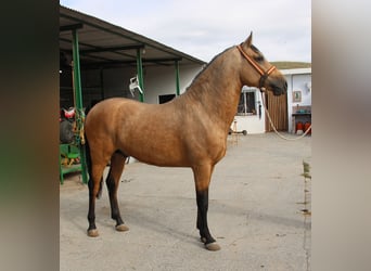 Andaluces, Semental, 2 años, 156 cm, Buckskin/Bayo