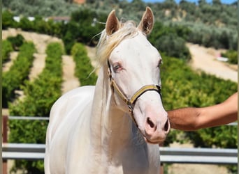 Andaluces, Semental, 2 años, 156 cm, Perlino