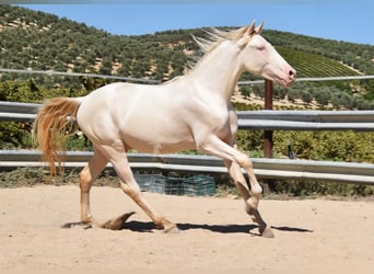 Andaluces, Semental, 2 años, 156 cm, Perlino