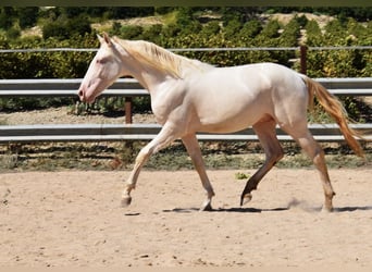 Andaluces, Semental, 2 años, 156 cm, Perlino