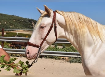 Andaluces, Semental, 2 años, 156 cm, Perlino