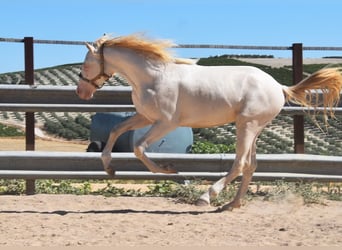 Andaluces, Semental, 2 años, 156 cm, Perlino