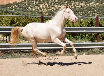 Andaluces, Semental, 2 años, 156 cm, Perlino