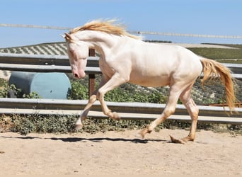 Andaluces, Semental, 2 años, 156 cm, Perlino