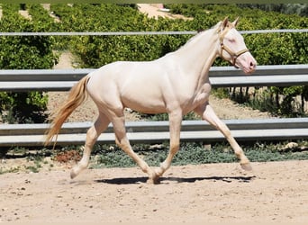 Andaluces, Semental, 2 años, 156 cm, Perlino