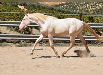 Andaluces, Semental, 2 años, 156 cm, Perlino