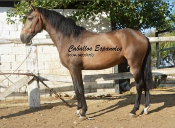 Andaluces, Semental, 2 años, 157 cm, Buckskin/Bayo