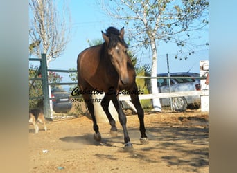 Andaluces, Semental, 2 años, 157 cm, Buckskin/Bayo