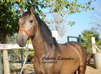 Andaluces, Semental, 2 años, 157 cm, Buckskin/Bayo