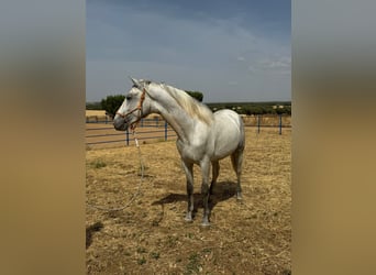 Andaluces, Semental, 2 años, 157 cm, Tordo