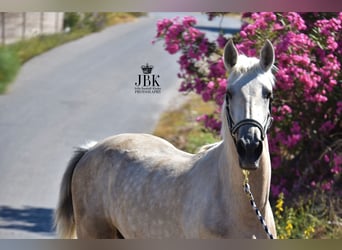 Andaluces, Semental, 2 años, 158 cm, Musgo