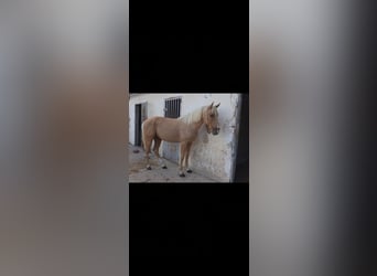 Andaluces, Semental, 2 años, 158 cm, Palomino