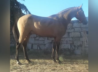 Andaluces, Semental, 2 años, 159 cm, Bayo