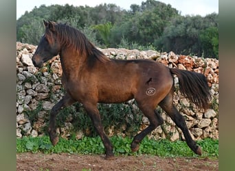 Andaluces, Semental, 2 años, 159 cm, Castaño