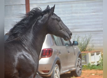 Andaluces, Semental, 2 años, 159 cm, Negro