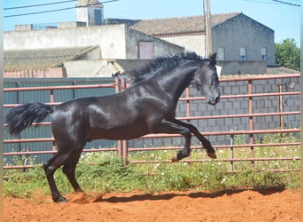 Andaluces, Semental, 2 años, 159 cm, Negro