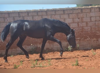 Andaluces, Semental, 2 años, 159 cm, Negro