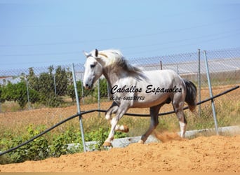 Andaluces, Semental, 2 años, 159 cm, Pío