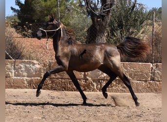 Andaluces, Semental, 2 años, 160 cm, Negro