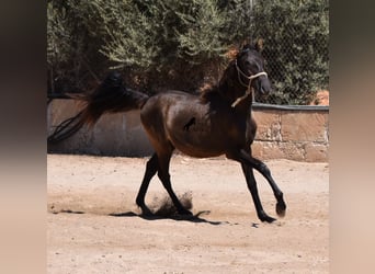 Andaluces, Semental, 2 años, 160 cm, Negro